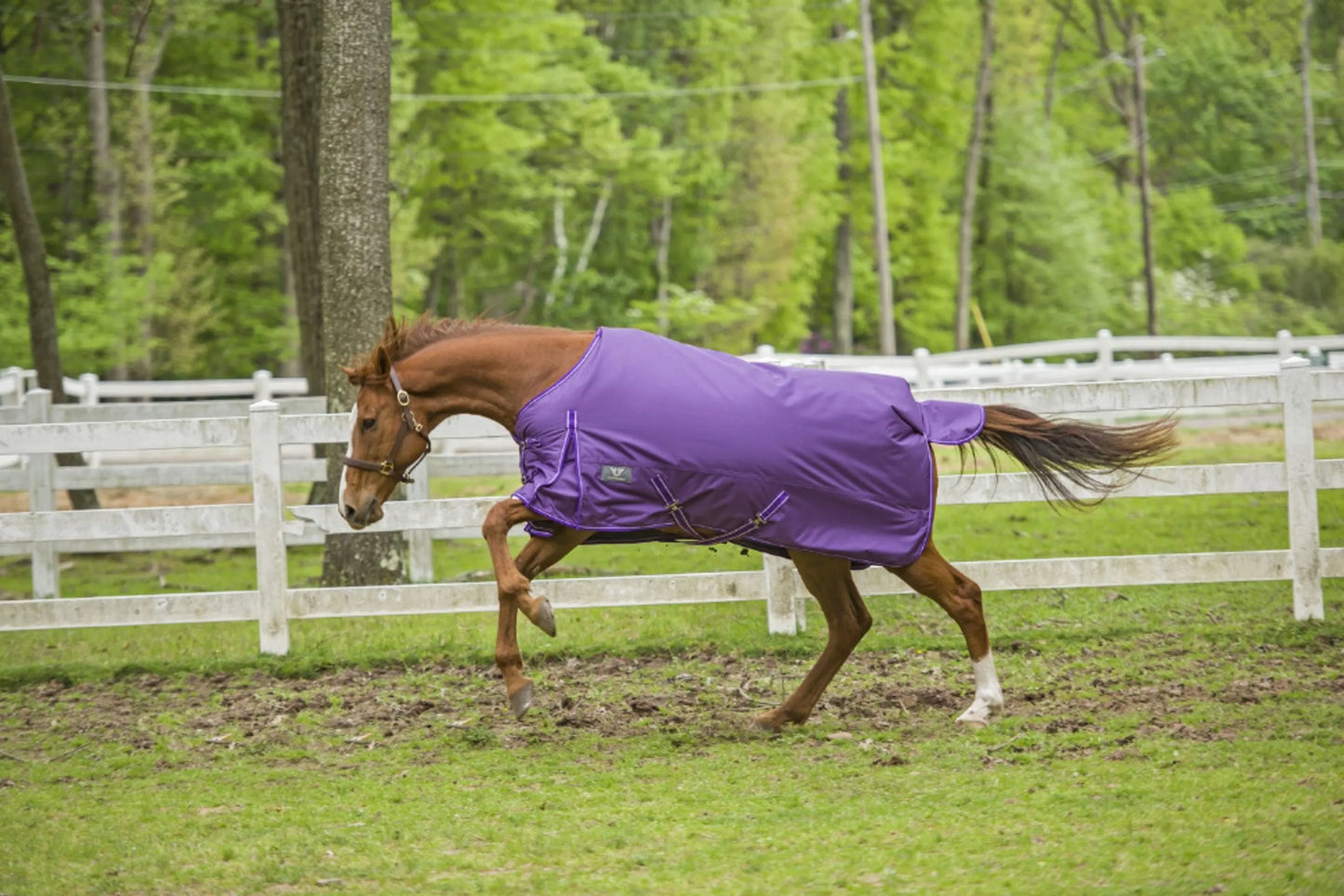 TuffRider 1680D 200g - Standard Neck Med-Weight Blanket