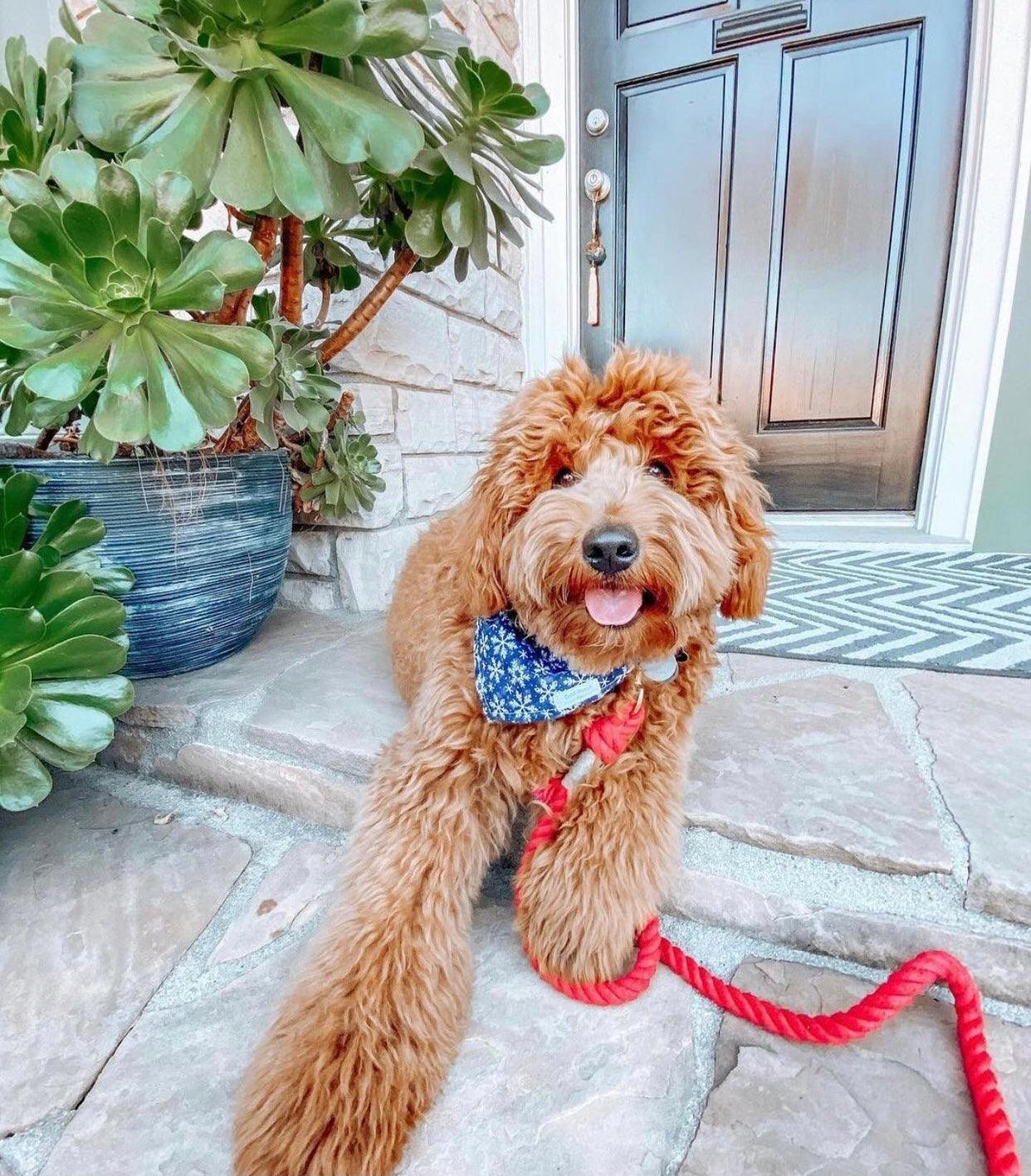 ROPE LEASH - PRIMROSE-1