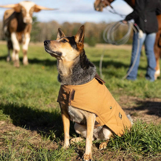 DCNY Canyon Working Dog Coat