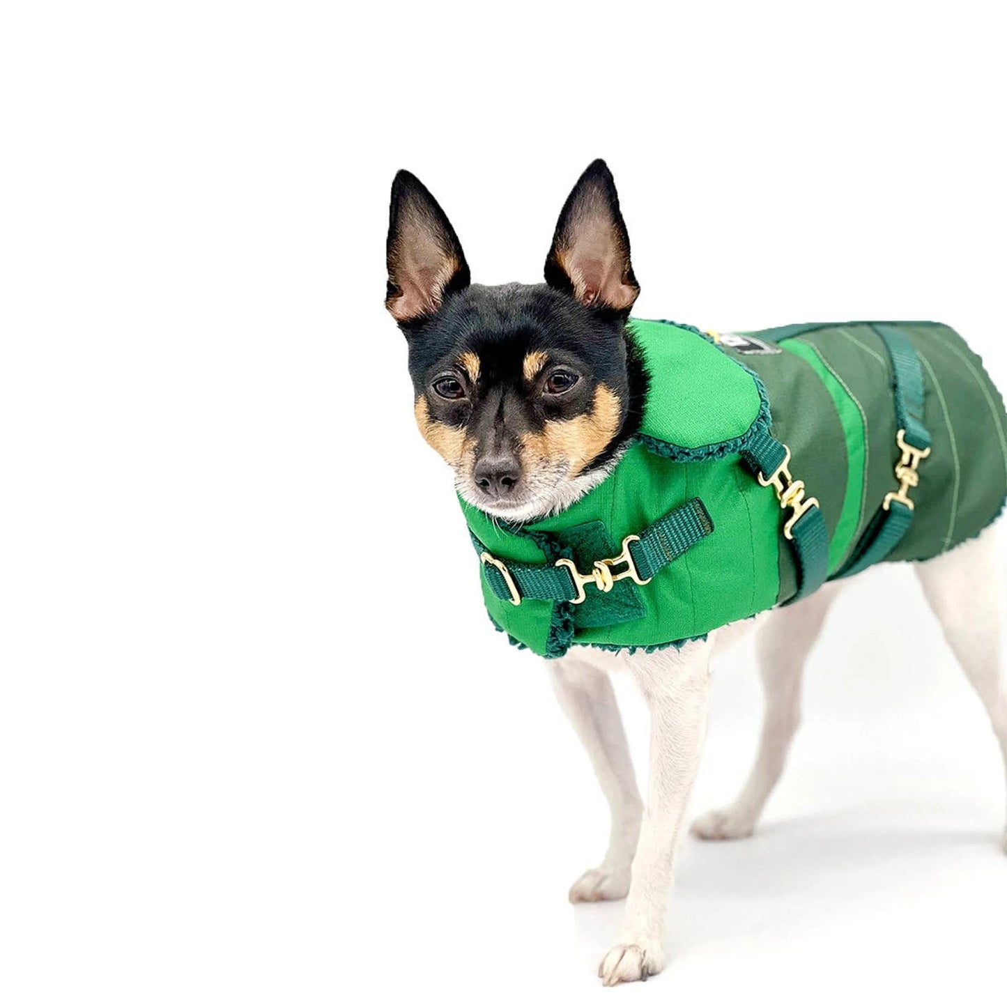 "Green with Envy" - DCNY Equestrian Collection Dog Coat