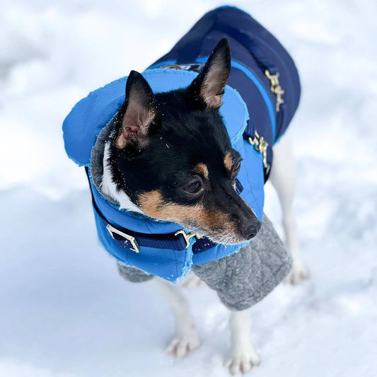 "Clear Blue Sky" - DCNY Equestrian Collection Dog Coat