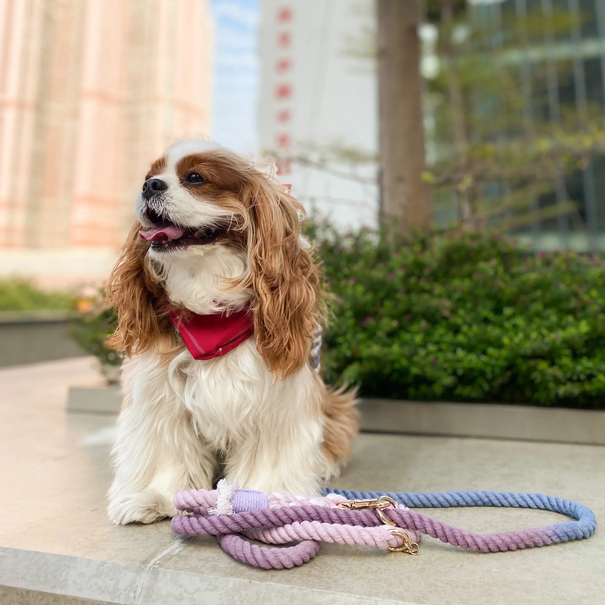 ROPE LEASH - BEAUTIFUL VIOLET-1