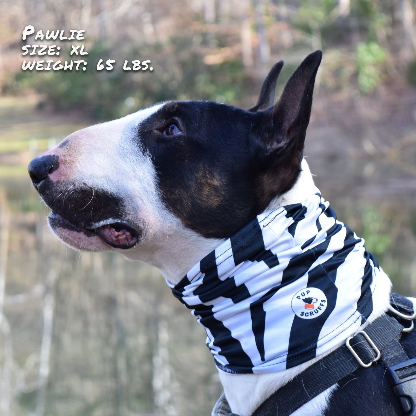 Zebra Pup Scruff-0