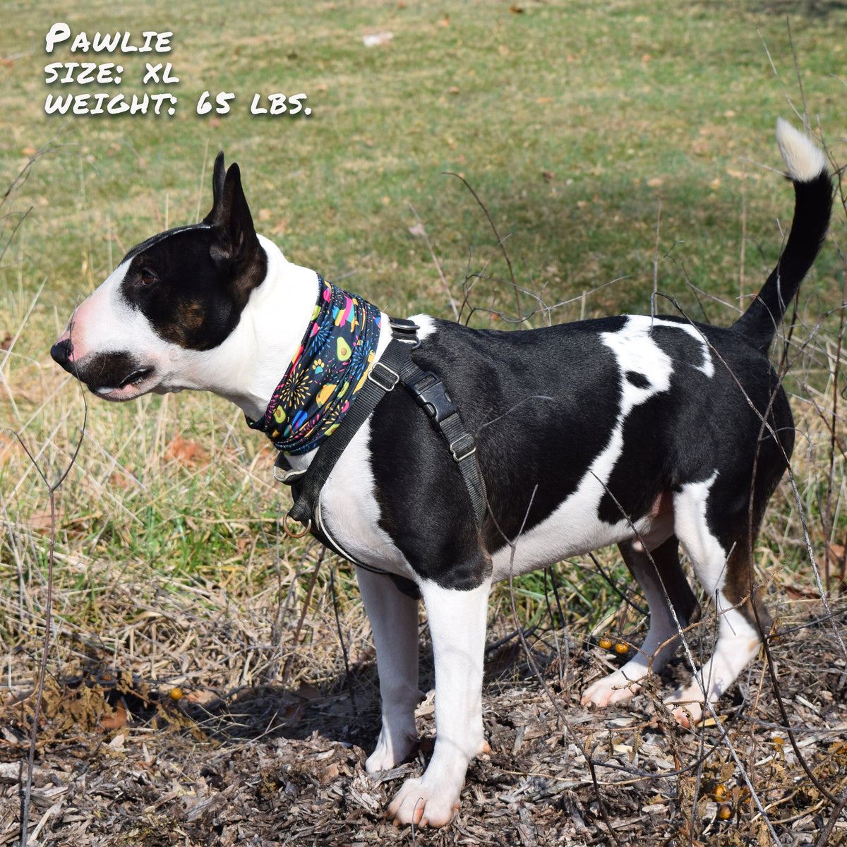 Taco Pawty Pup Scruff-4